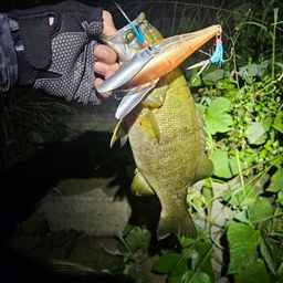 スモールマウスバス