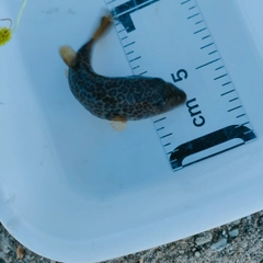 フグの釣果
