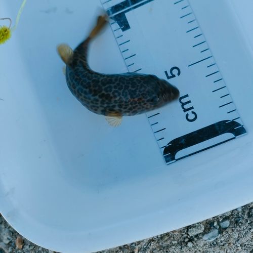 フグの釣果