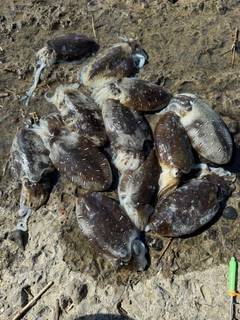 コウイカの釣果