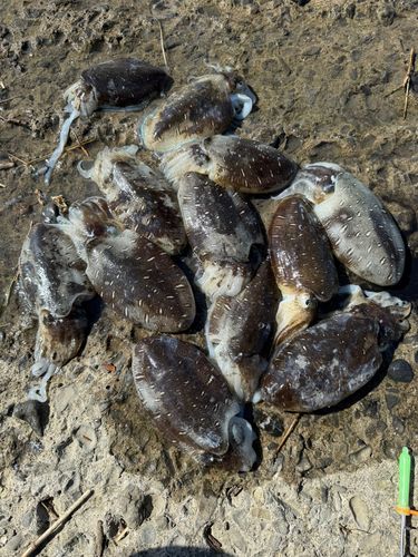 コウイカの釣果