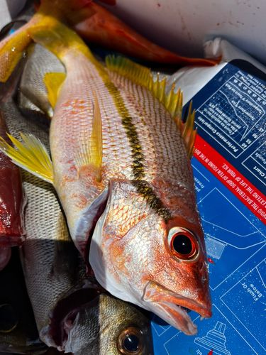ヨコスジフエダイの釣果