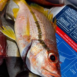 ヨコスジフエダイ