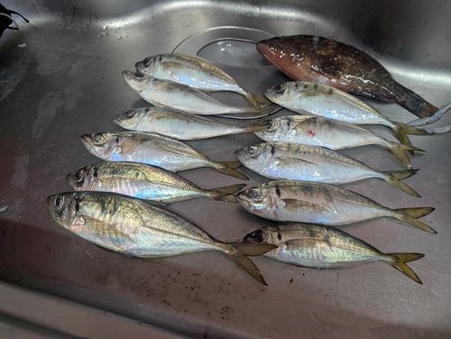 アジの釣果