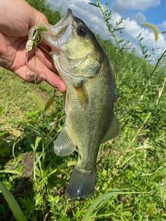 ラージマウスバスの釣果