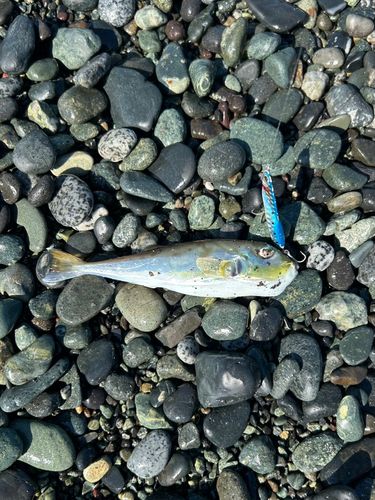 フグの釣果