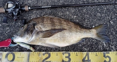 チヌの釣果