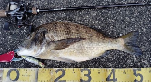 チヌの釣果