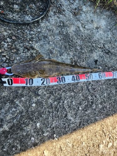 マゴチの釣果
