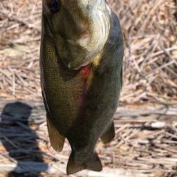 スモールマウスバス