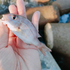 チャリコの釣果
