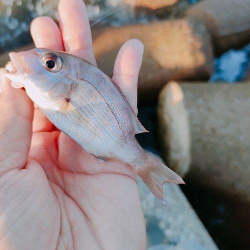 チャリコの釣果