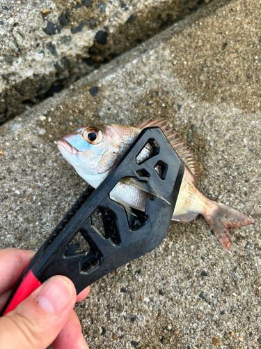 チャリコの釣果