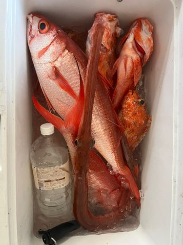 高知県西部