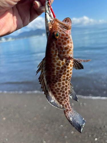 オオモンハタの釣果