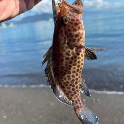 オオモンハタ