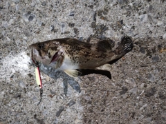 クロソイの釣果