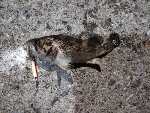 クロソイの釣果