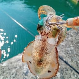 アオリイカ