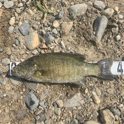 スモールマウスバス