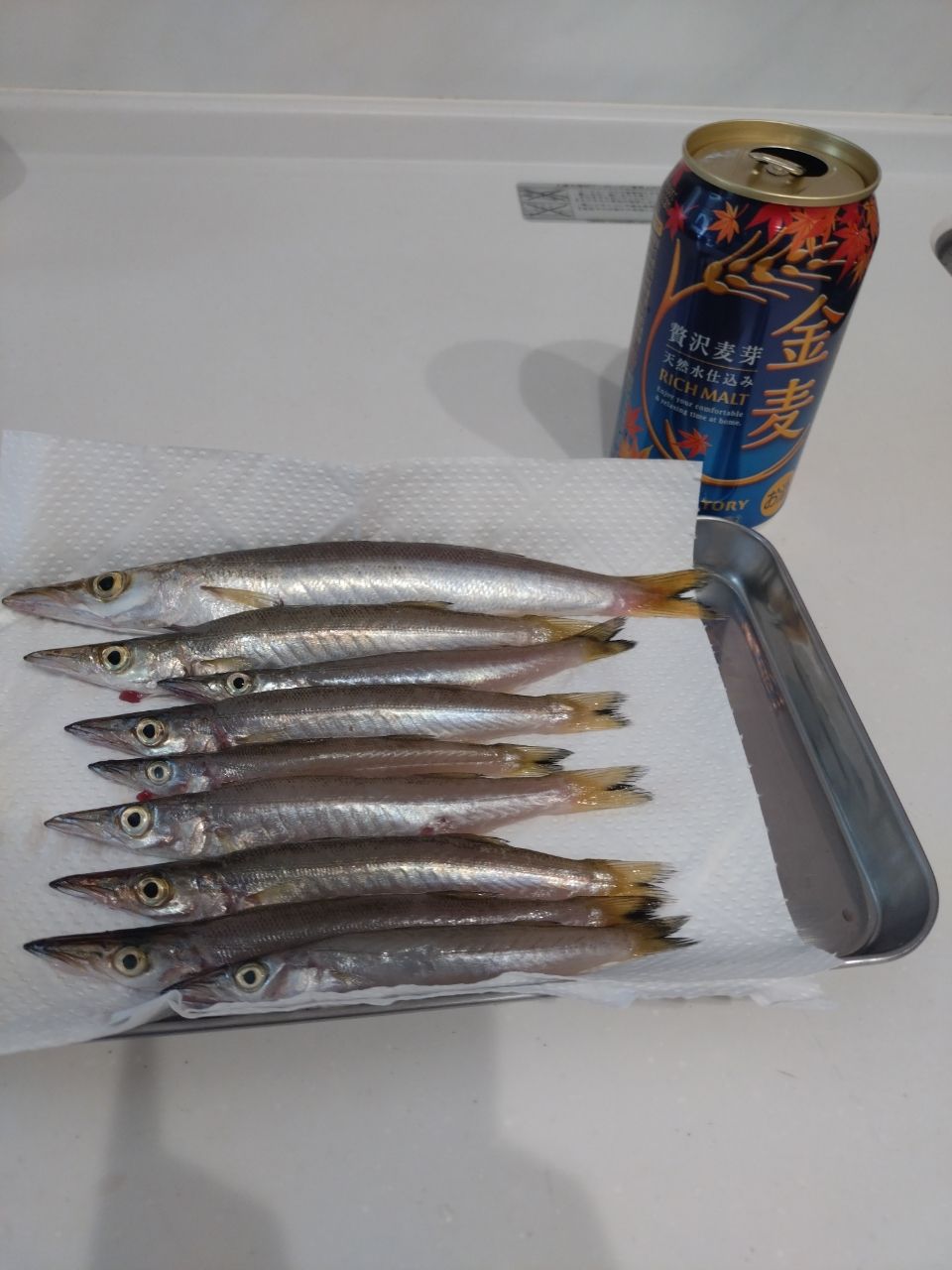 アカカマス