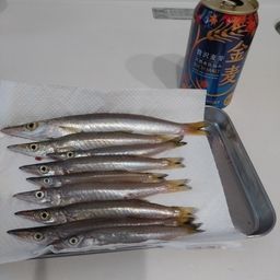 アカカマス