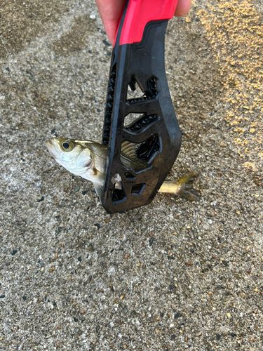 セイゴ（ヒラスズキ）