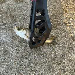 セイゴ（ヒラスズキ）