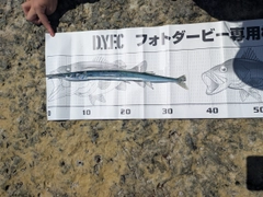 オキザヨリの釣果