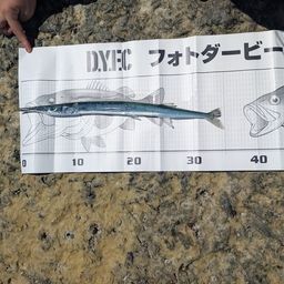 オキザヨリ
