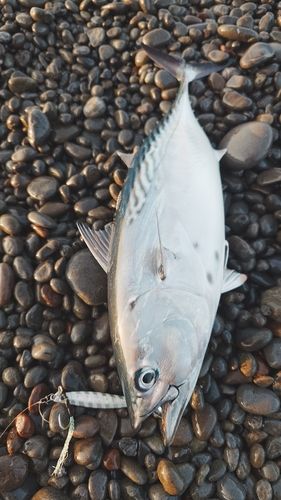 スマガツオの釣果
