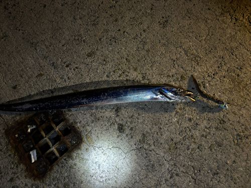 タチウオの釣果