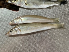 キスの釣果