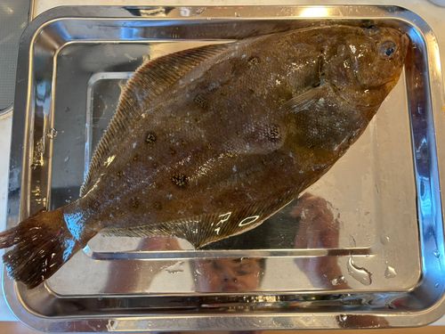 カレイの釣果