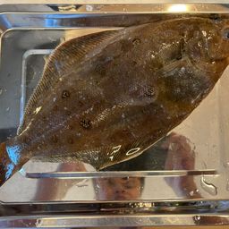 カレイ