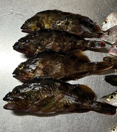 カサゴの釣果