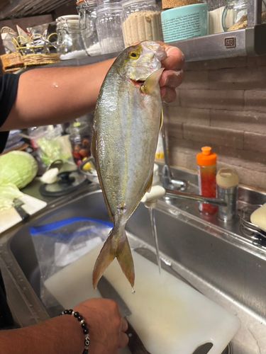 ヤズの釣果