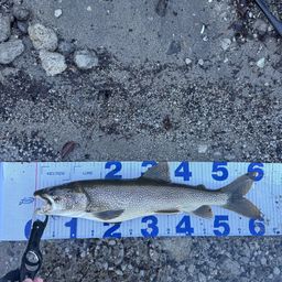 レイクトラウト