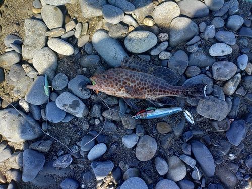 オオモンハタの釣果