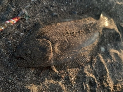 ソゲの釣果