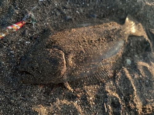 ソゲの釣果