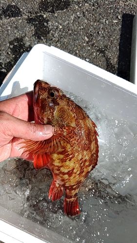 カサゴの釣果