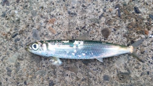 ウルメイワシの釣果