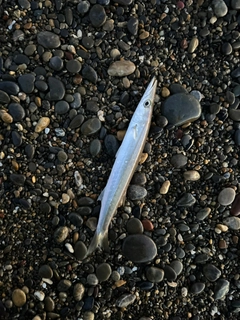 アカカマスの釣果