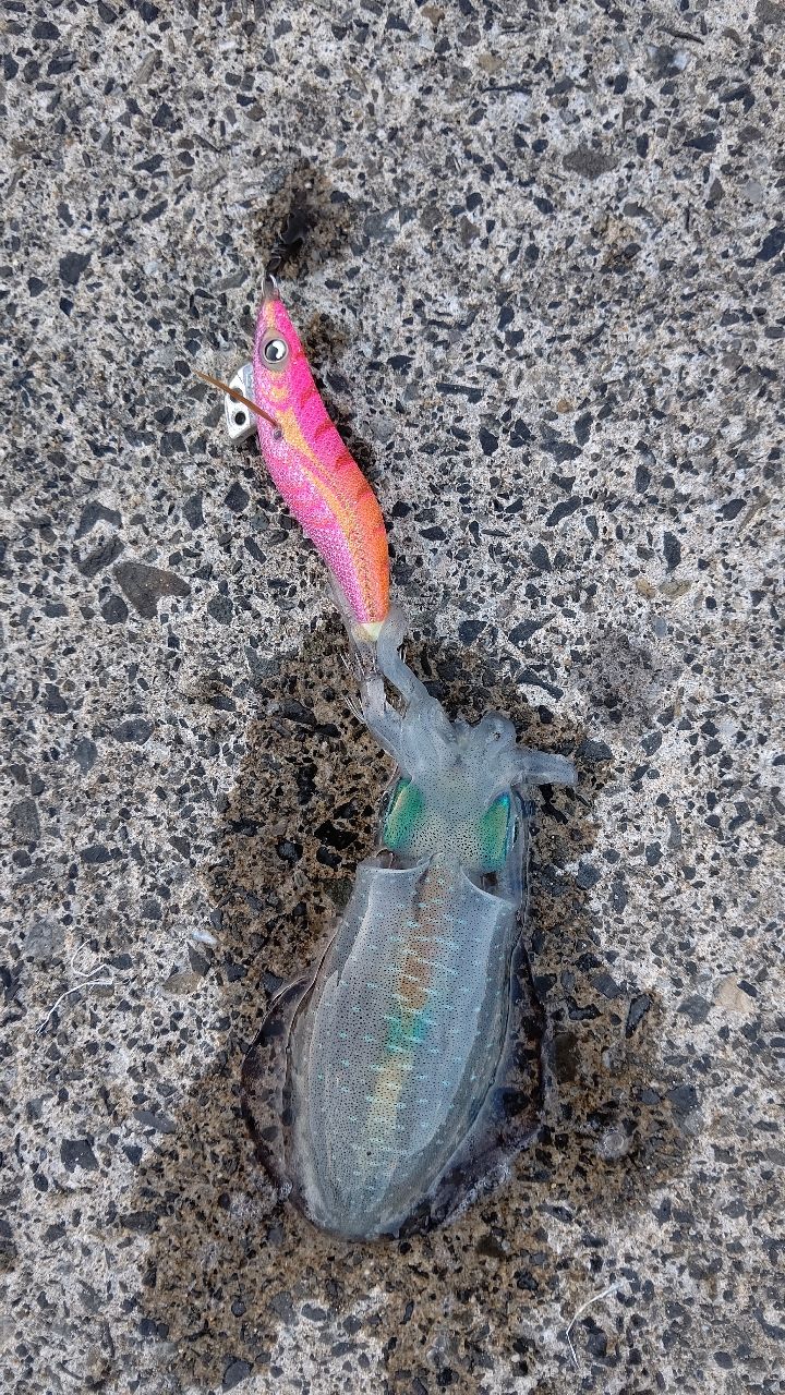 アオリイカ