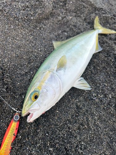 ワカシの釣果