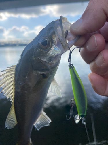 シーバスの釣果