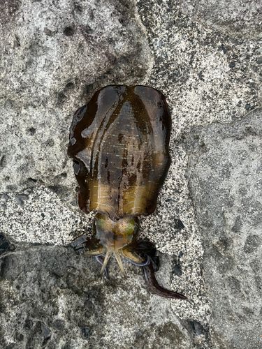 足保港