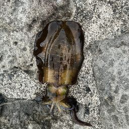 アオリイカ