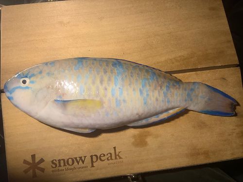 アーガイの釣果